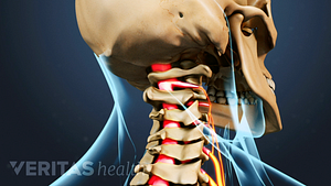 Posterior view of structural Anatomy of the neck with spinal cord highlighted