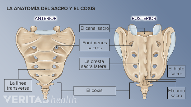 La anatomía de la parte delantera y trasera del sacro y el cóccix.