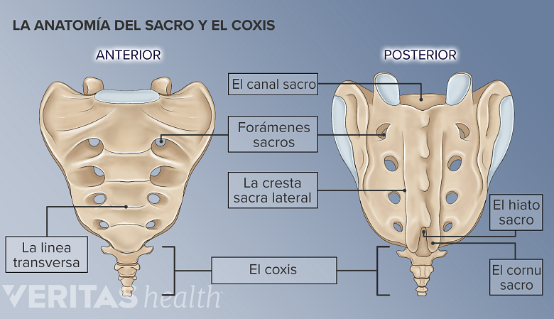 La anatomía de la parte delantera y trasera del sacro y el cóccix.