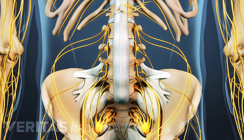 Illustration showing pelvis with ligaments, nerves and tendon attachments.