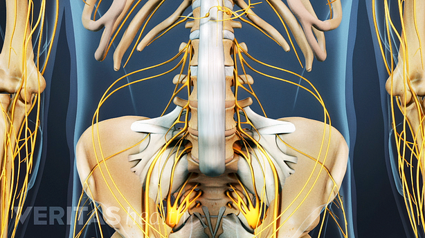 Ilustración de los ligamentos espinales.