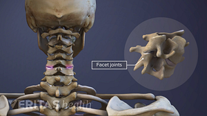 Medical illustration of facet joints in the spine