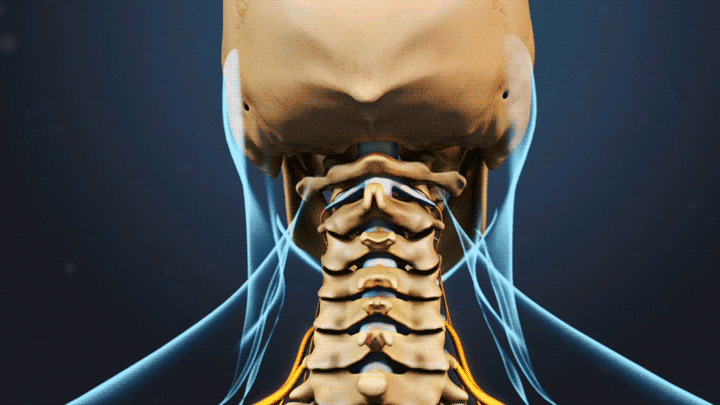 Posterior view of the neck showing the cervical spinal cord.