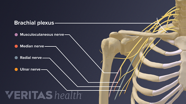 肩部的神经包括臂丛神经、肌静脉神经、正中神经、桡神经、尺神经