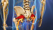 Posterior view of piriformis muscles in the buttocks.