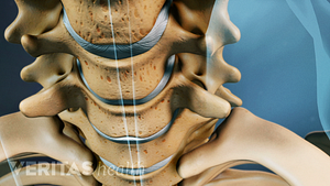 Anterior view of the cervical spine.