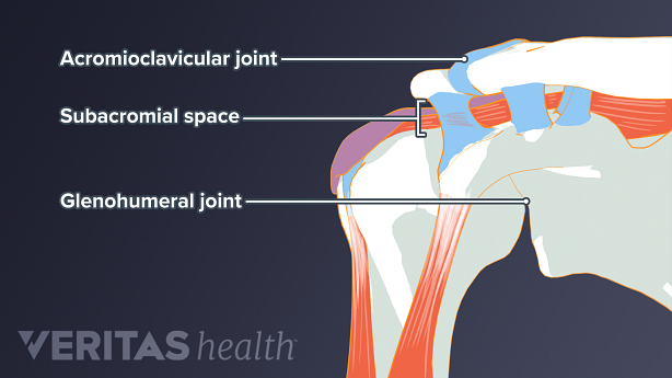 Shoulder anatomy including the AC joint, glenohumeral joint, and subacromial space
