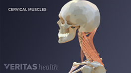 医学插图宫颈脊柱肌肉