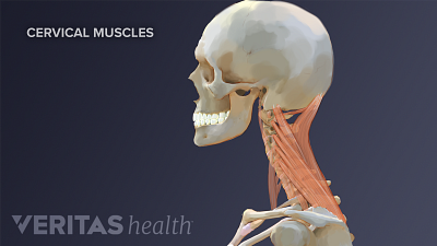 Cervical Muscle Anatomy Animation