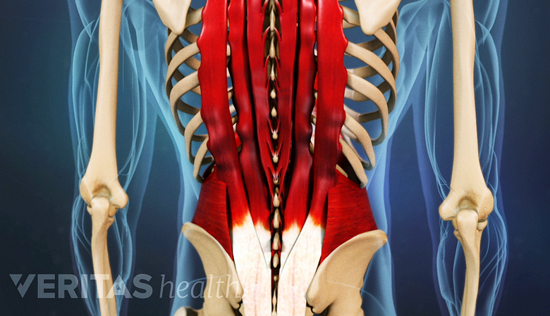 An illustration showing a adult spine with back muscle highlighted in red.