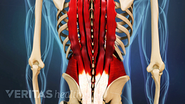 Illustration of the muscles of the lower back