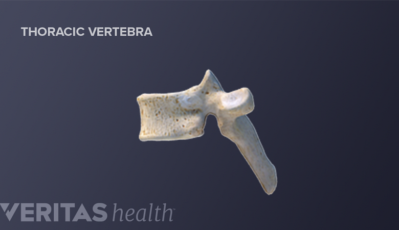Sagittal view illustration of a thoracic vertebra.