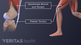 解剖学的腿筋和髌韧带