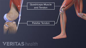 Anatomy of the hamstrings and patellar tendon