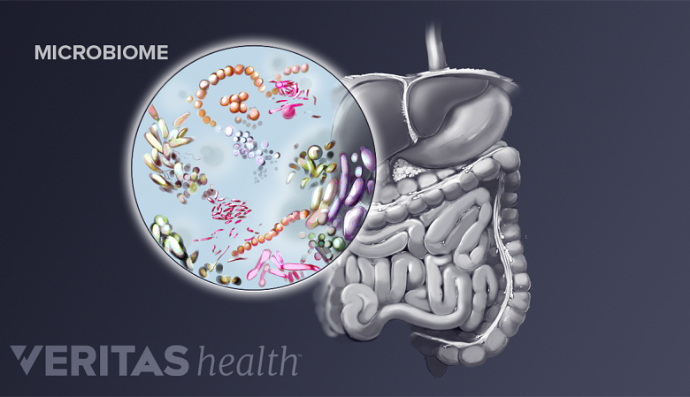 Microbes of the gut microbiome next to the intestines.