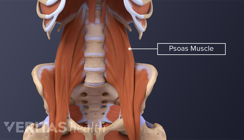 Illustration showing anatomy of lower back and psoas muscle.