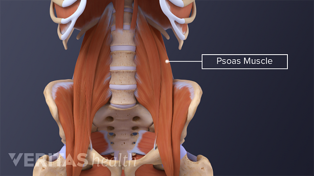 Anterior view of back muscles in the lumbar spine including quadratus lumborum muscle, piriformis muscles, diaphragm, and psoas muscle.