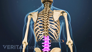 Medical illustration of the bones of the back. The lumbar spine is highlighted.
