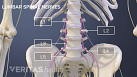Anterior view of the pelvis labeling the lumbar spine L1-L5