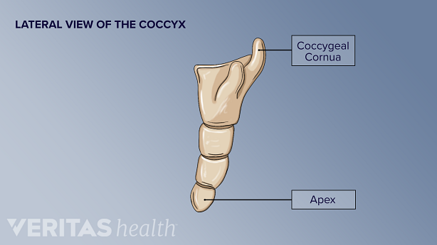 An illustration showing lateral view of coccyx.