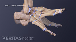Dorsal view of the bones of the foot flexing and extending