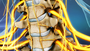 Anterior view of the cervical spine.