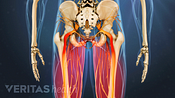 Posterior view degenerative spondylolilsthesis in the legs.