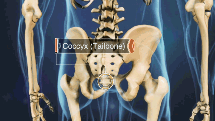 Posterior skeletal view highlighting the Coccyx (tailbone)