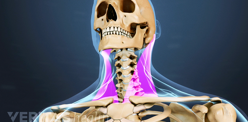 Animated video still highlighting neck muscles