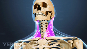 Medical illustration of the upper shoulders, neck and head. Muscles in the neck are highlighted.