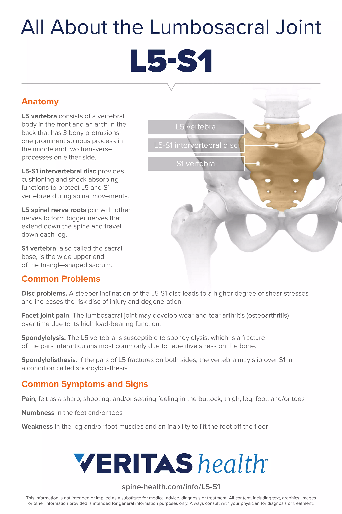 L5 S1 Lumbosacral Joint