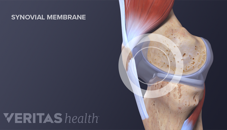 The synovial membrane in the knee.