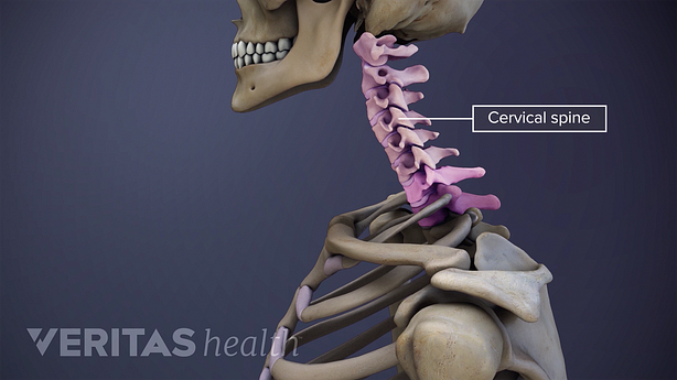 Human skeleton showing the neck bones.
