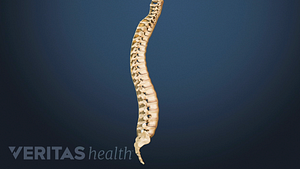 Medical illustration showing the entire spinal column