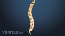 Medical illustration showing the entire spinal column