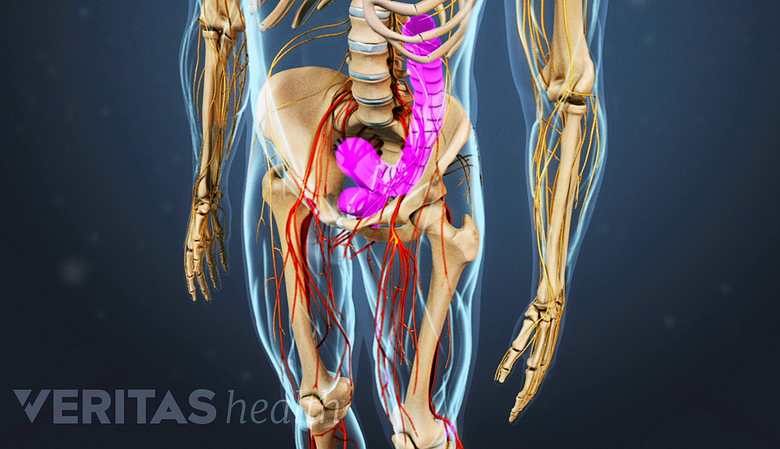 Medical illustration showing bowel and bladder highlighted in pink.