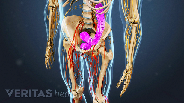 An illustration of an adult pelvis showing bowel n bladder highlighted in pink.