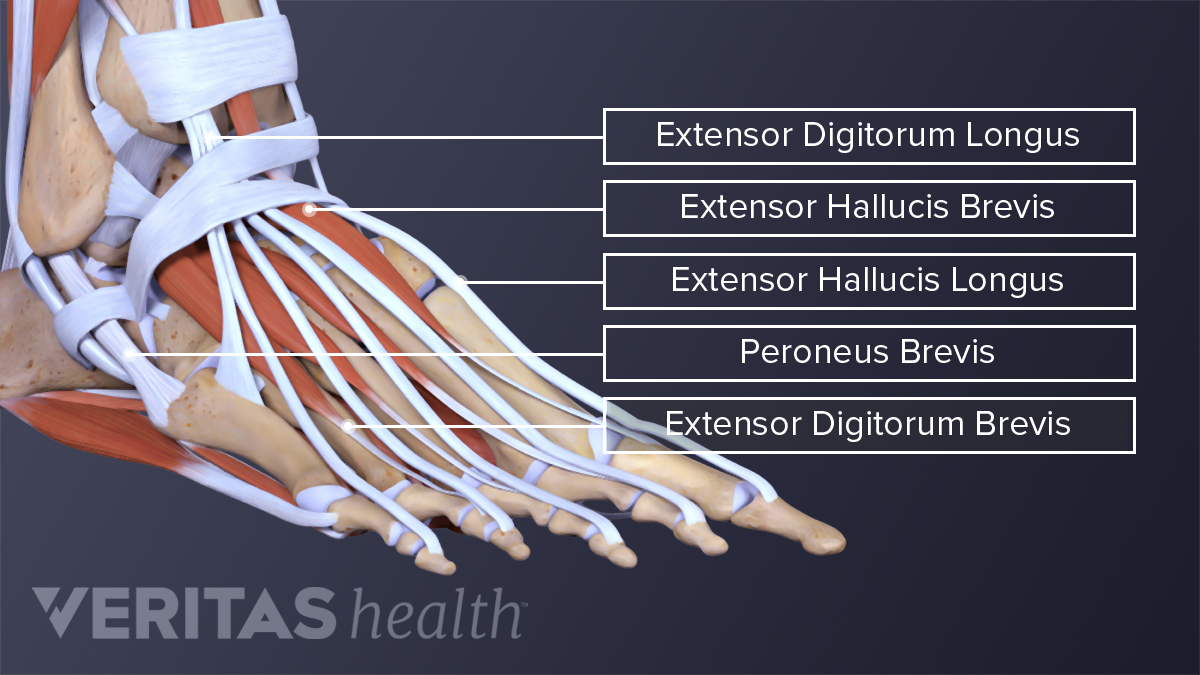 All About Ankle Sprains And Strains | Sports-health