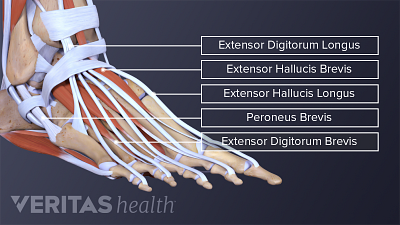 Lateral view of the ankle muscle and tendons