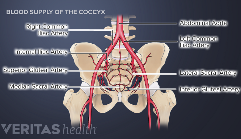 Anterior view of the blood supply in the coccyx