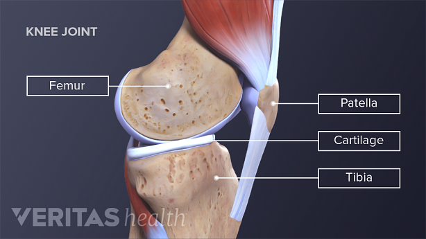 Knee anatomy from a lateral view labeling femur, patella, cartilage, tibia
