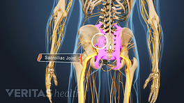 Posterior view of a skeleton with the sacroiliac joint highlighted
