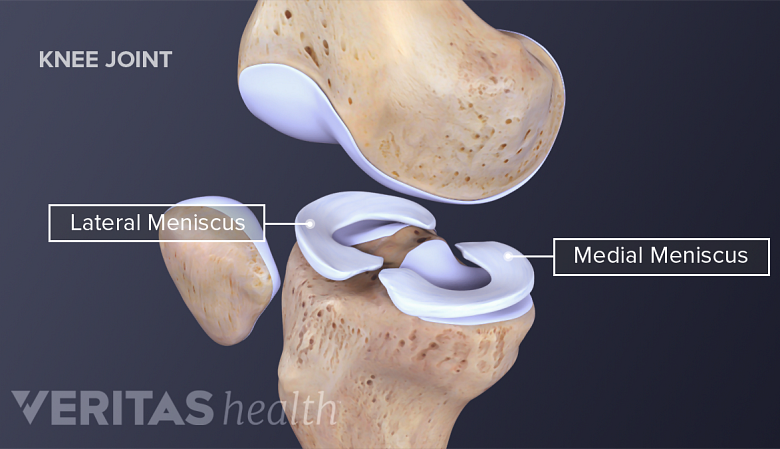 The lateral and medial menisci.