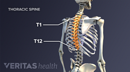 Physical Therapy in our clinic for Back Pain - Thoracic Anatomy