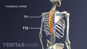 Thoracic spine with the thoracic vertebra highlighted from T1-T12.