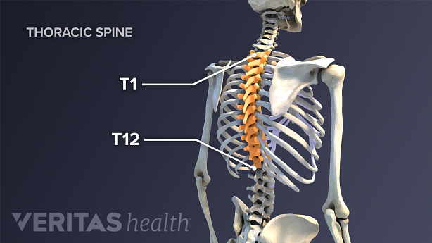 Illustration of the thoracic spine with the thoracic vertebra highlighted.