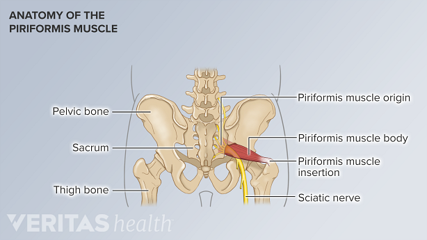 The lower spine and pelvic bone highlighting the piriformis muscle.