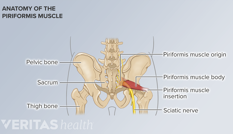 Anatomy of piriformis muscle.