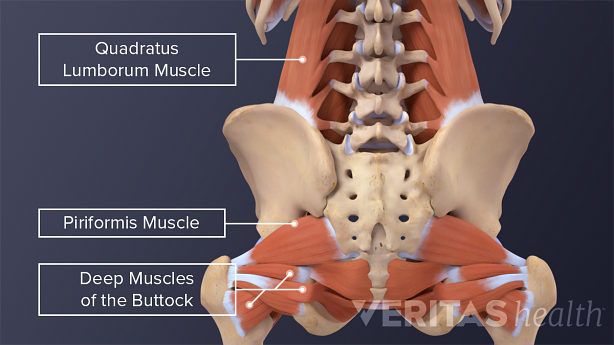 Una ilustración que muestra músculos profundos en el área de las nalgas.