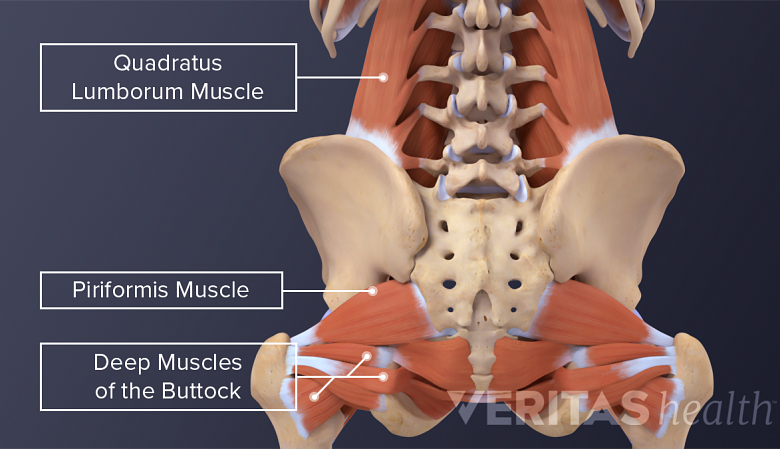 Illustration showing muscles of lower back.